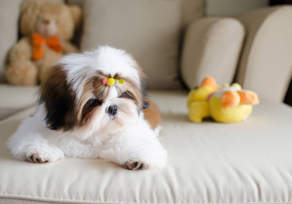 Alimentos perigosos para cães e gatos