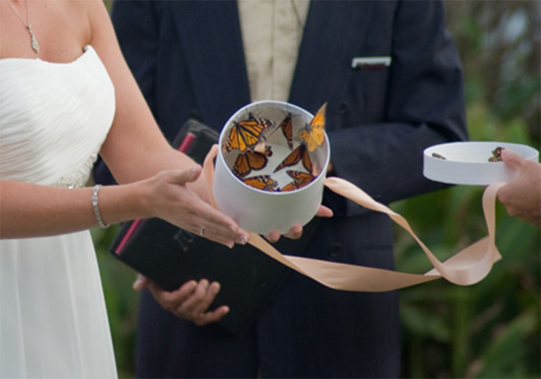 Tendência cruel: Borboletas são congeladas para casamentos