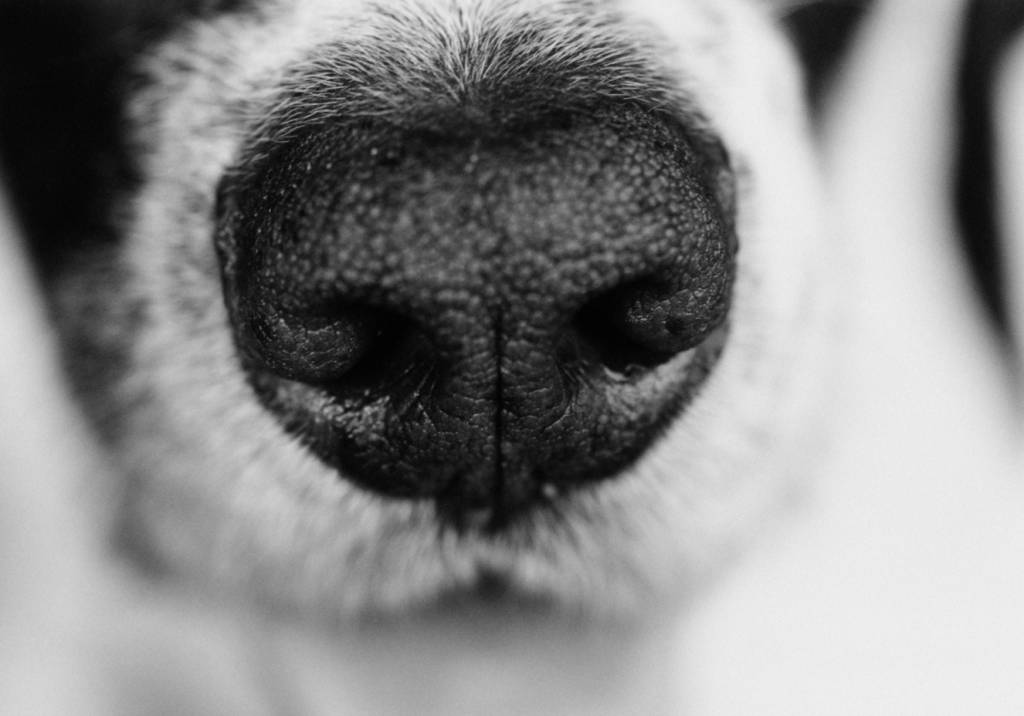 Pesquisadores descobriram como cães farejam o diabetes