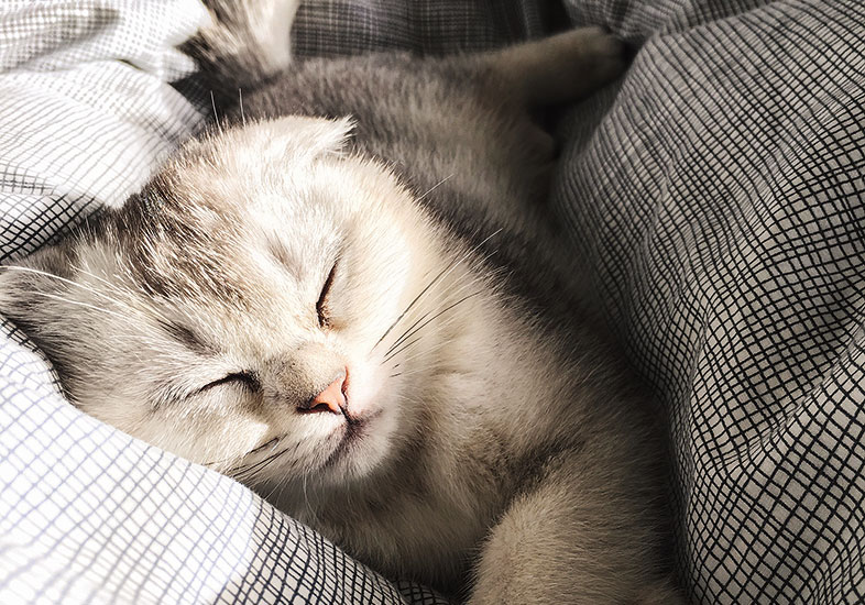 6 aplicativos feitos para ajudar donos de pet