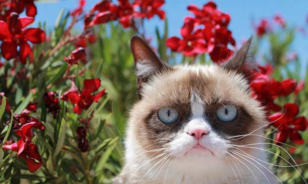 Grumpy Cat