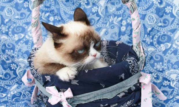 Grumpy Cat Grumpy Cat