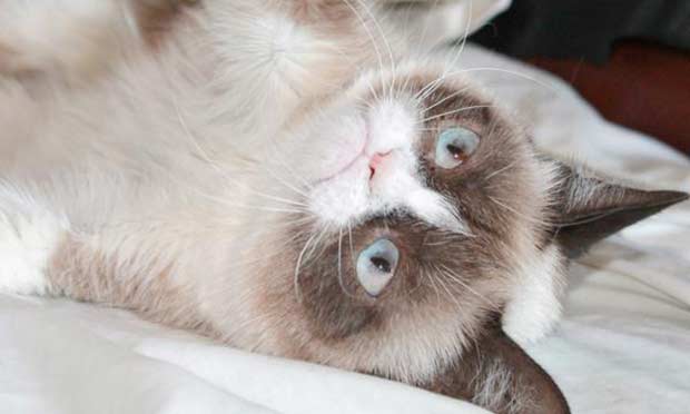 Grumpy Cat Grumpy Cat