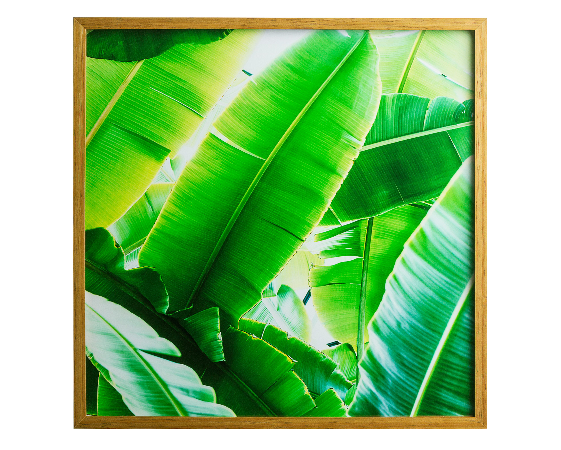 still_quadro_folhagem_-_49x49-1