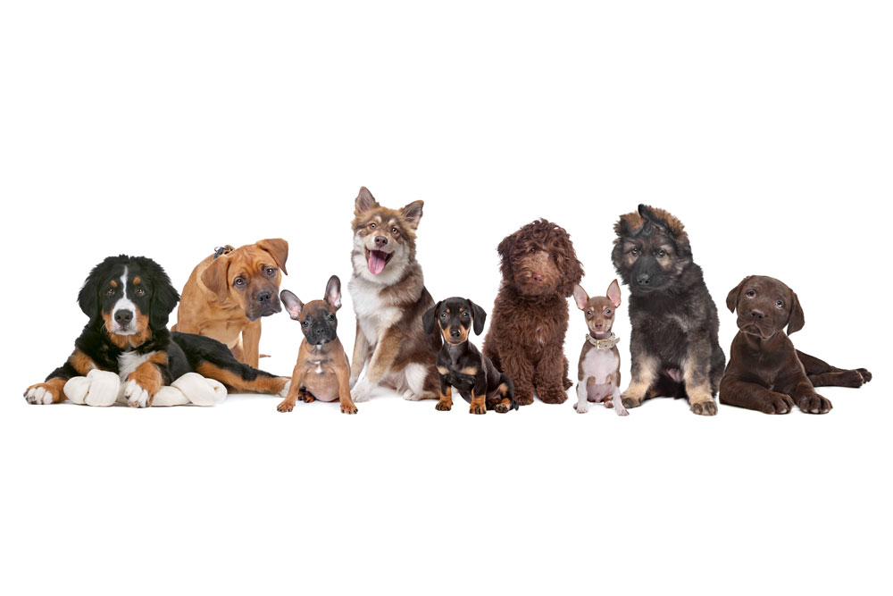 O dia em que fui rejeitada por um cachorro em uma feira de adoção