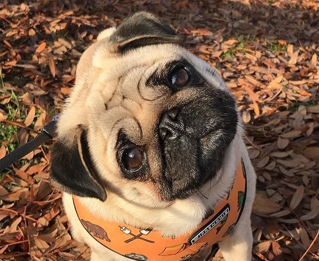 12 perfis fofos de cachorros para seguir no Instagram