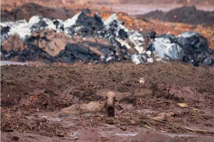 Animais são sacrificados a tiros em Brumadinho; defensores reclamam