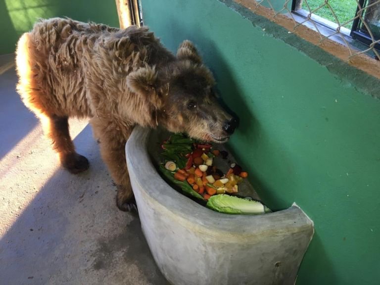 ursa rowena ursa rowena