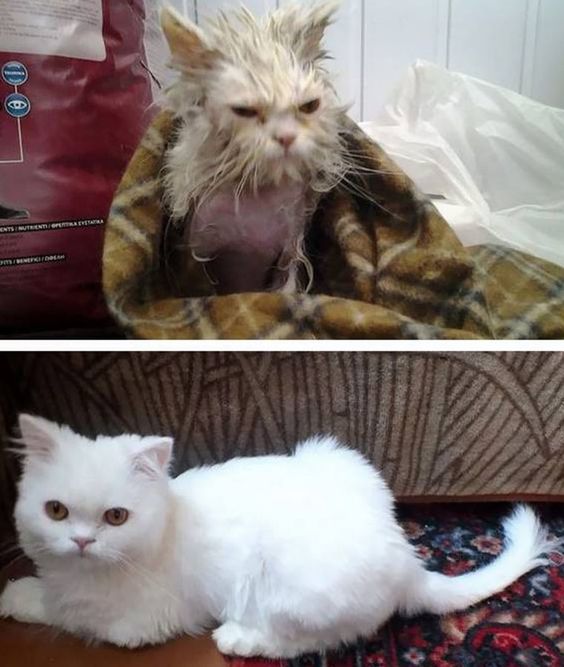 Gatinho 6 Gatinho 6