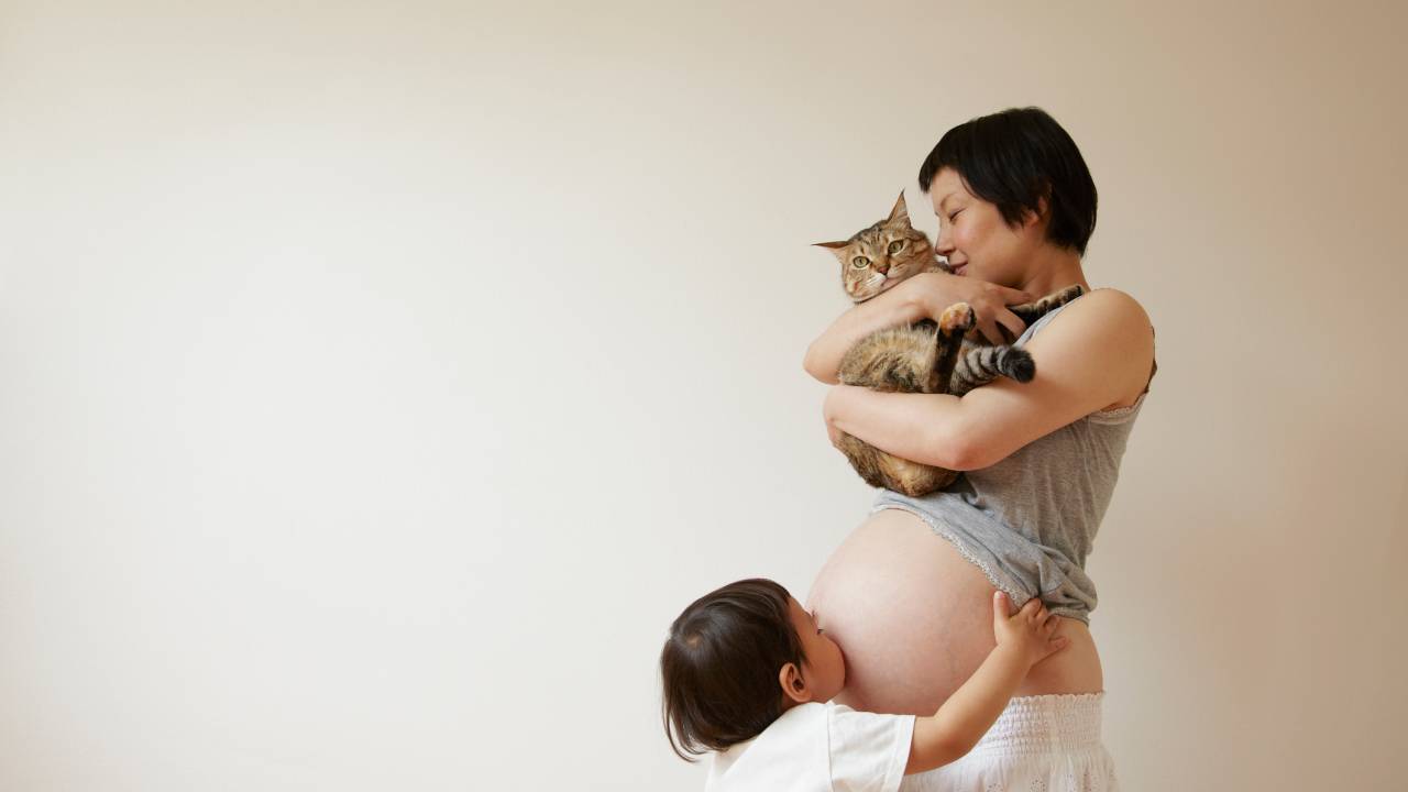 grávida gato toxoplasmose