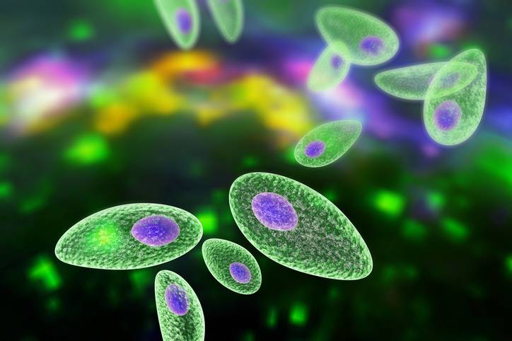 Toxoplasma gondii Toxoplasma gondii