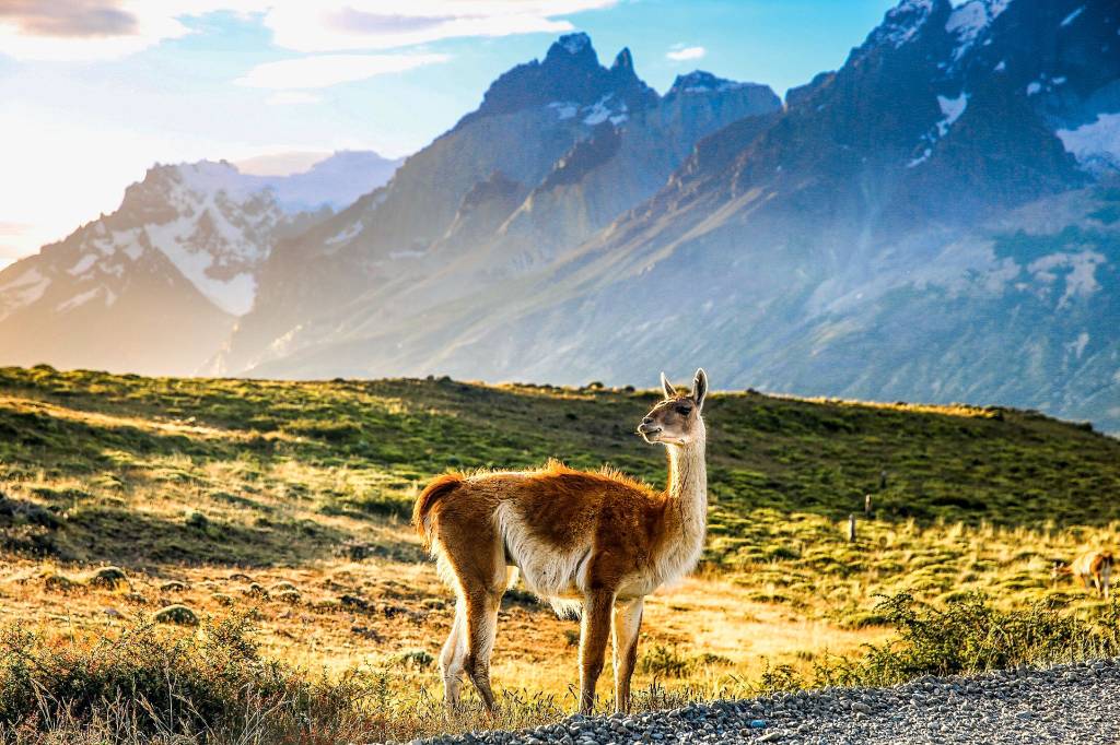 Animais da Patagônia