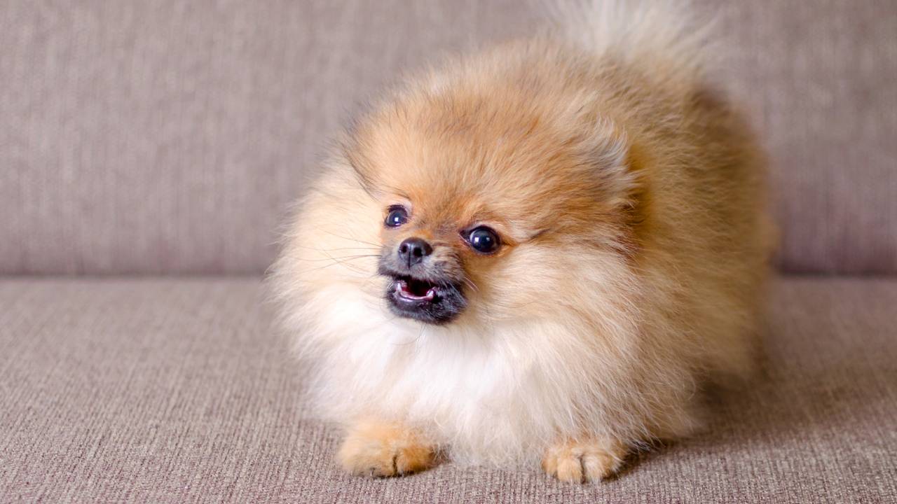 Cachorro lulu da pomerânia
