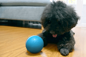 Cachorro brincando com bolinha