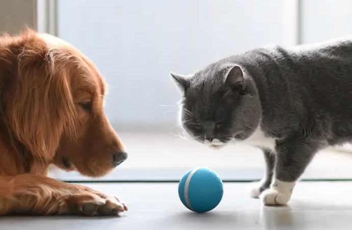 Cachorro e gato brincando com bolinha