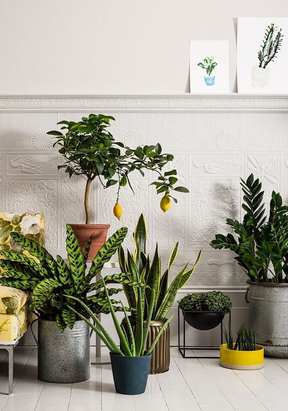 Como cuidar de plantas e flores para harmonizar a decoração da casa Como cuidar de plantas e flores para harmonizar a decoração da casa