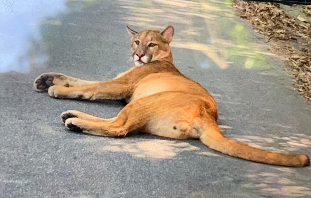 Onça-parda é vítima de atropelamento em São Paulo
