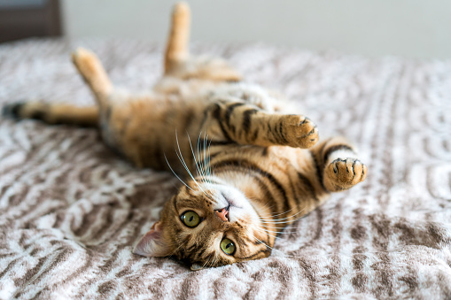 gato gato