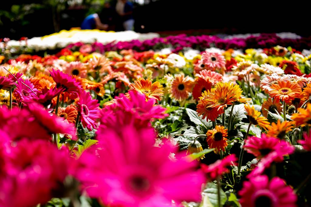 5 lugares no Brasil para conhecer durante a primavera