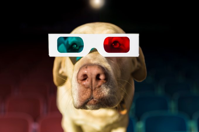 Cachorro usando óculos 3D