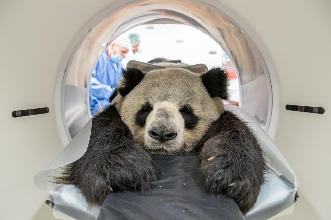 Panda fazendo tomografia