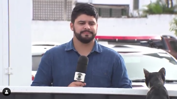 Gatinho surpreende jornalista durante reportagem – veja o momento