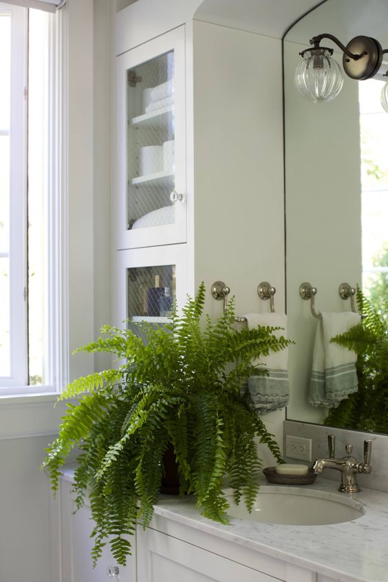 Plantas para ter no banheiro - samambaia americana