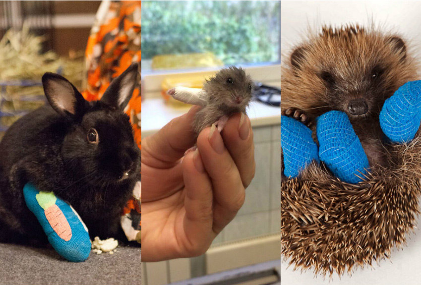 23 bichinhos engessados que vão derreter o seu coração