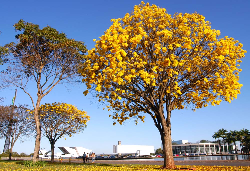 brasc3adlia-ipc3aas-1