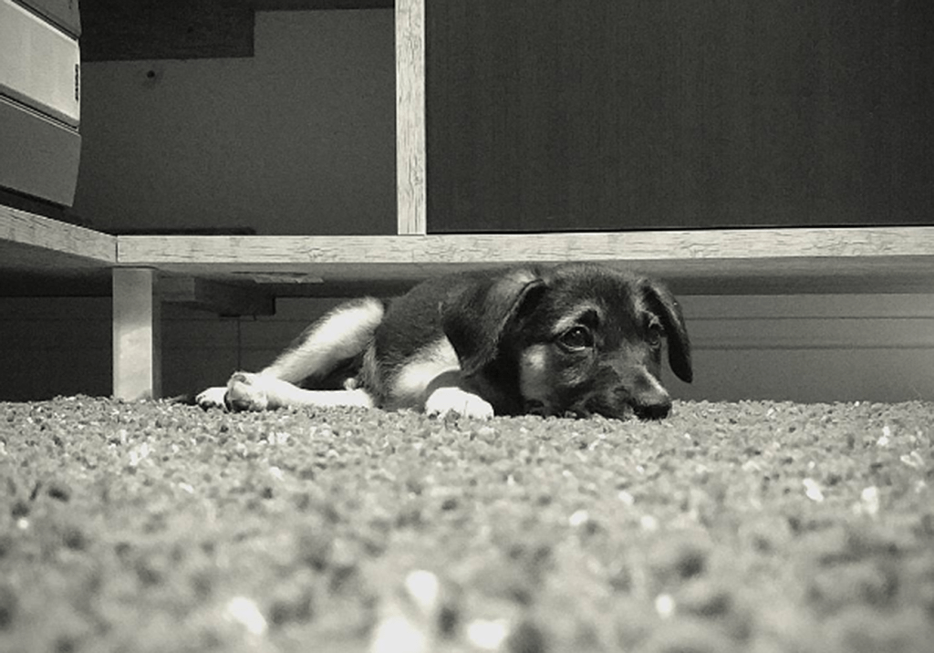Quer ajudar animais de rua gastando pouco?