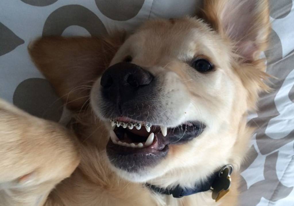 9 animais que foram ajudados pela tecnologia