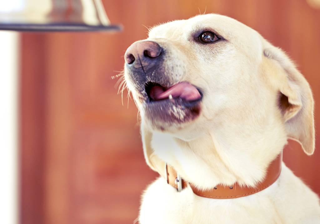 Conheça a alimentação natural para animais