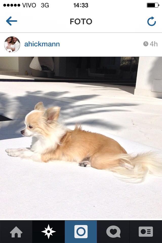 Instapet: famosas mostram cliques de seus fiéis companheiros nas redes sociais