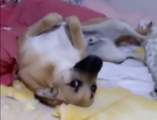 Chico, cão travesso que viralizou na web, ganha o melhor presente de todos