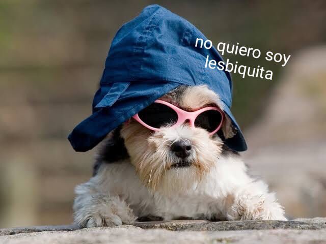Memes de cachorros em portunhol Memes de cachorros em portunhol