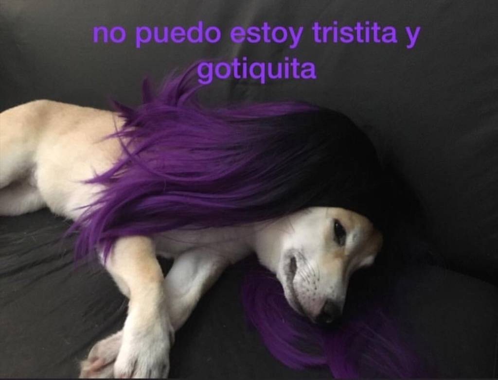 Memes de cachorros em portunhol Memes de cachorros em portunhol