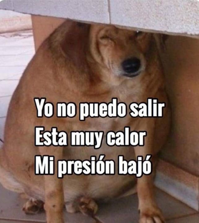 Memes de cachorros em portunhol Memes de cachorros em portunhol