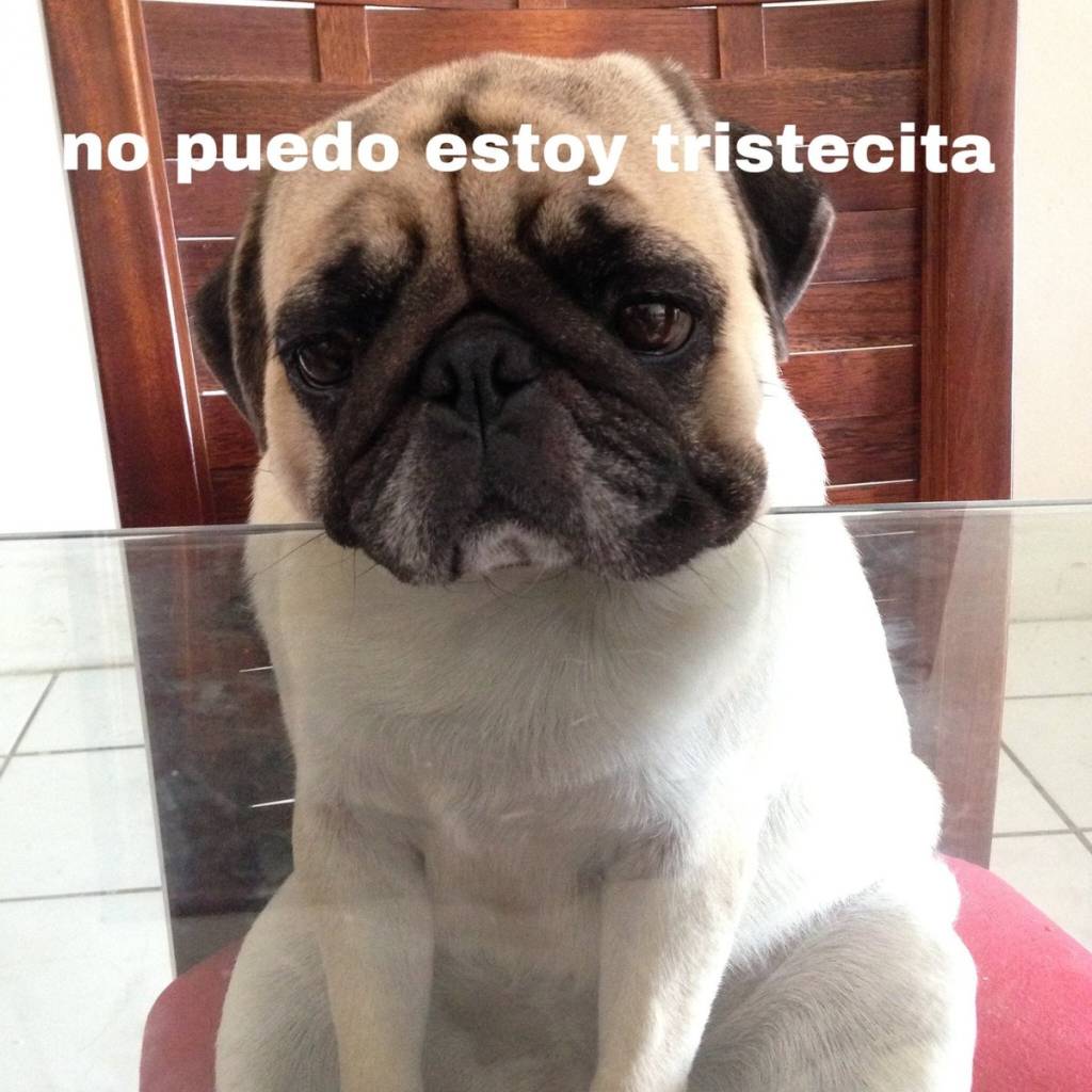 Memes de cachorros em portunhol Memes de cachorros em portunhol