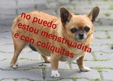 Memes de cachorros em portunhol Memes de cachorros em portunhol