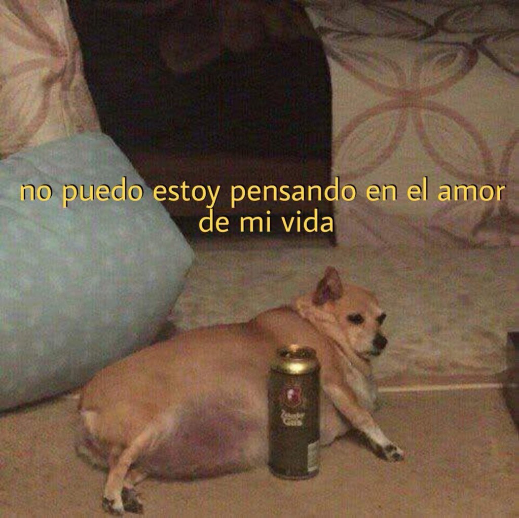 Memes de cachorros em portunhol Memes de cachorros em portunhol