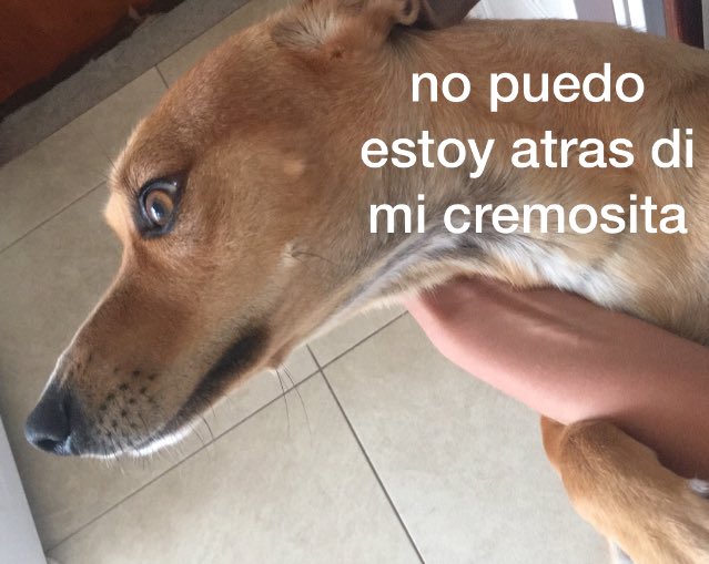 Memes de cachorros em portunhol Memes de cachorros em portunhol