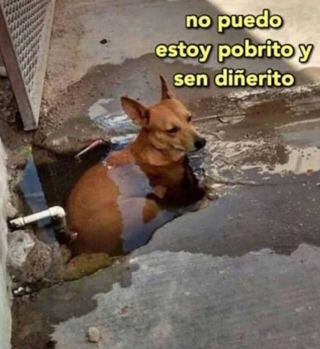 Memes de cachorros em portunhol Memes de cachorros em portunhol
