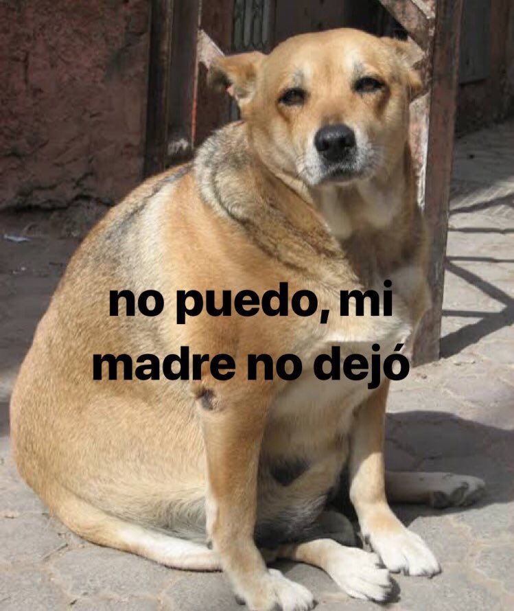 Memes de cachorros em portunhol Memes de cachorros em portunhol
