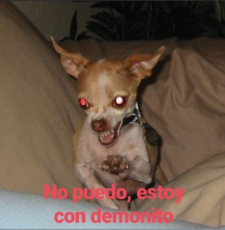 Memes de cachorros em portunhol Memes de cachorros em portunhol