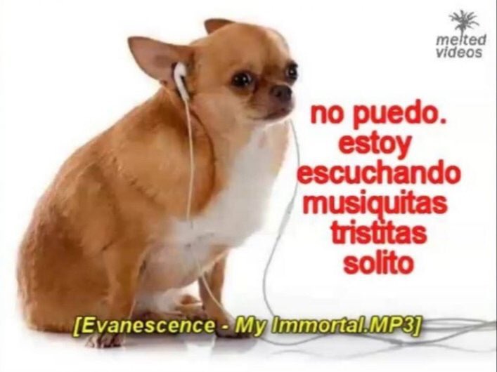 Memes de cachorros em portunhol Memes de cachorros em portunhol