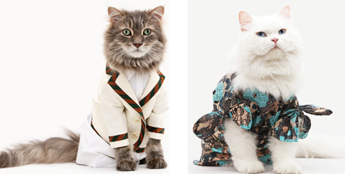 Os gatinhos mais lindos do ano