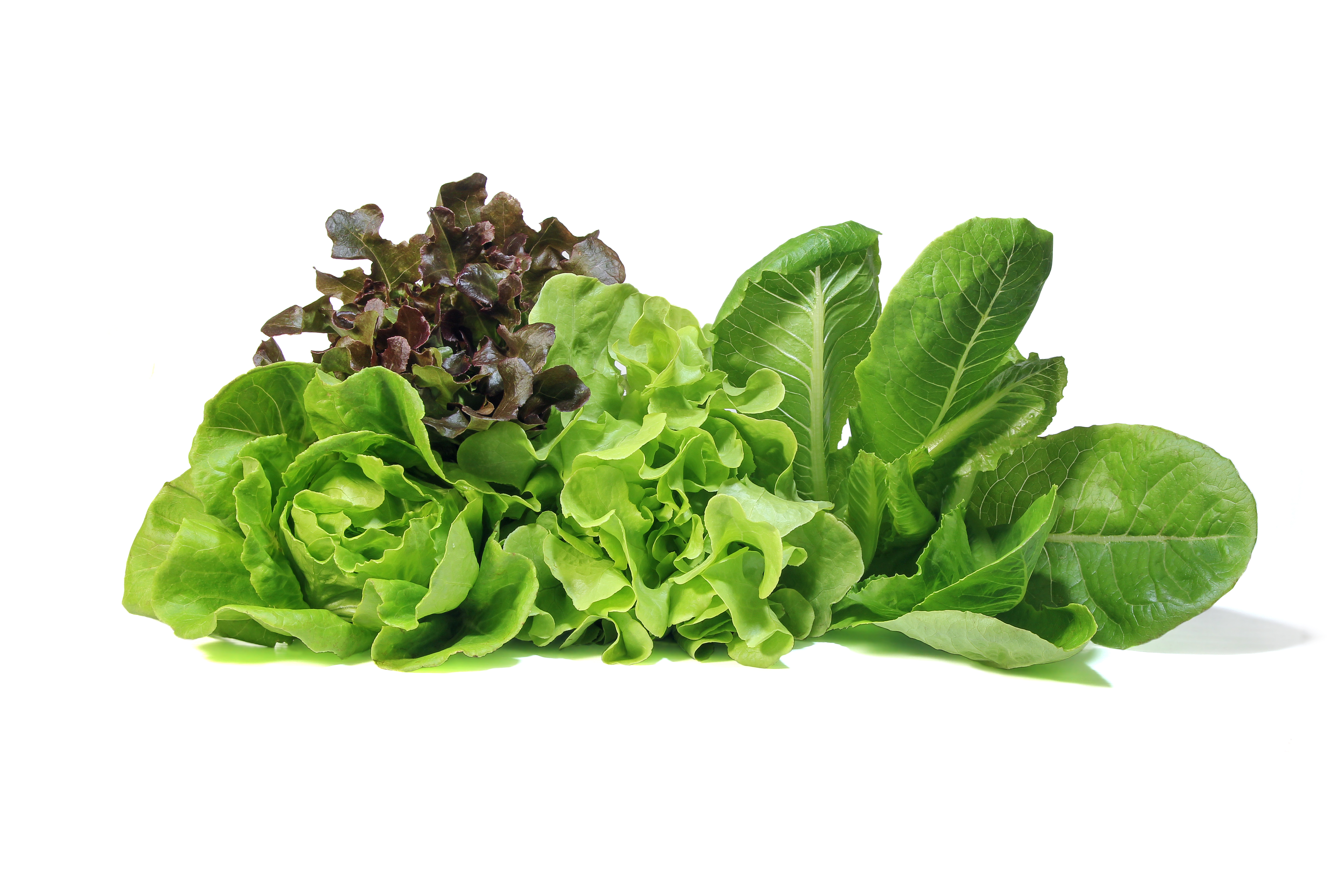 4 dicas para conservar as verduras fresquinhas por mais tempo na geladeira