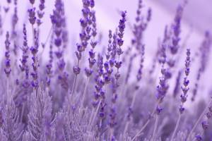 Lavanda