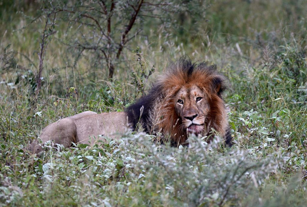 Caçador de rinocerontes é morto por elefantes e comido por leões