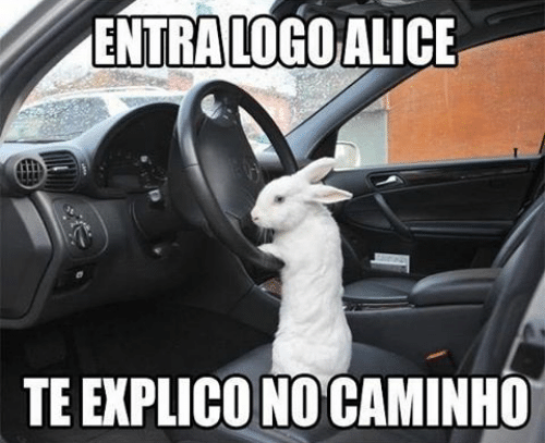 meme-coelho